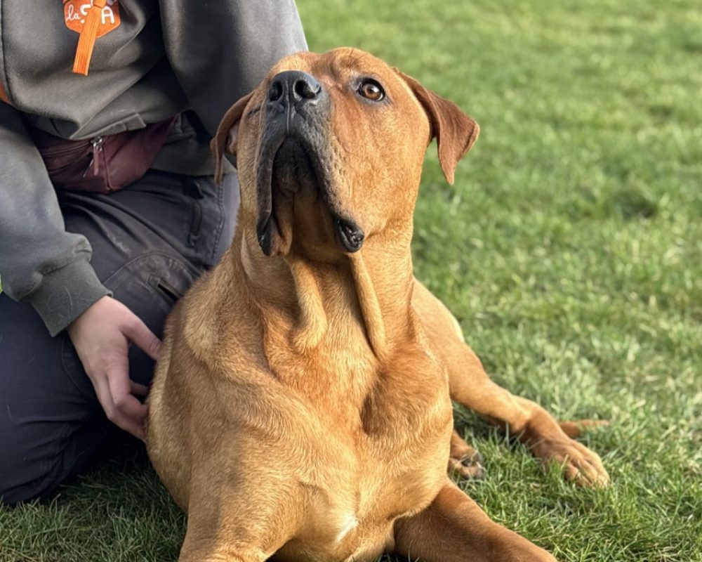 Cheddar - Chien Cane Corso à adopter - photo 6