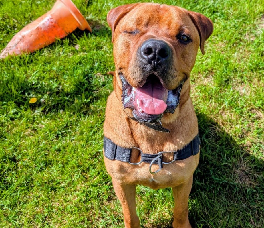 Cheddar - Chien Cane Corso à adopter - photo 7