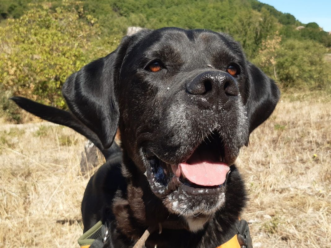 Etoile - Chien Cane Corso à adopter