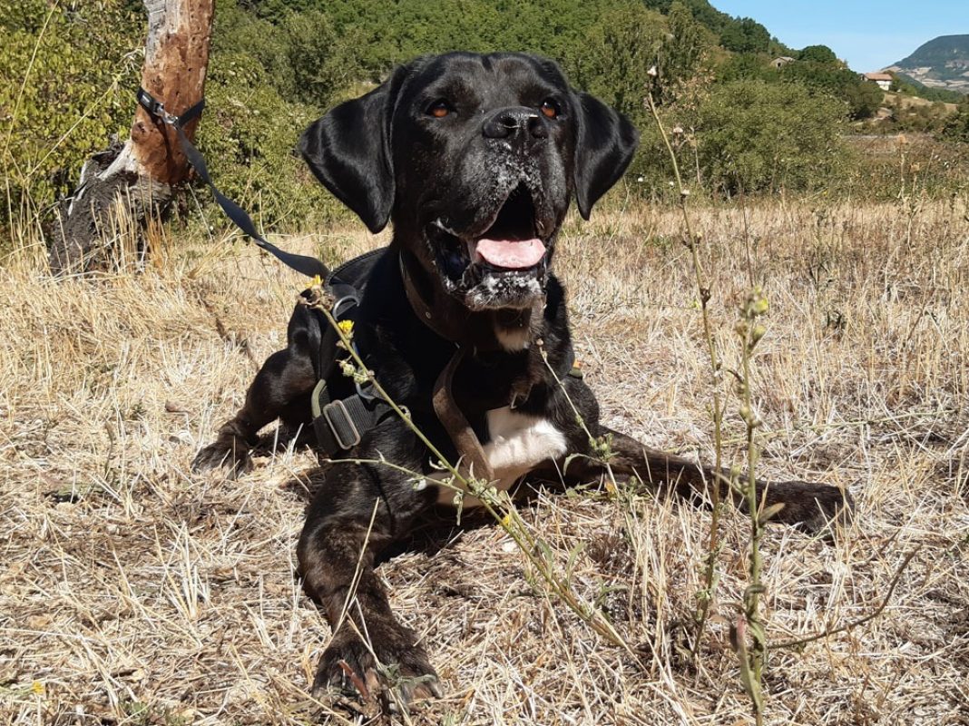Etoile - Chien Cane Corso à adopter - photo 2