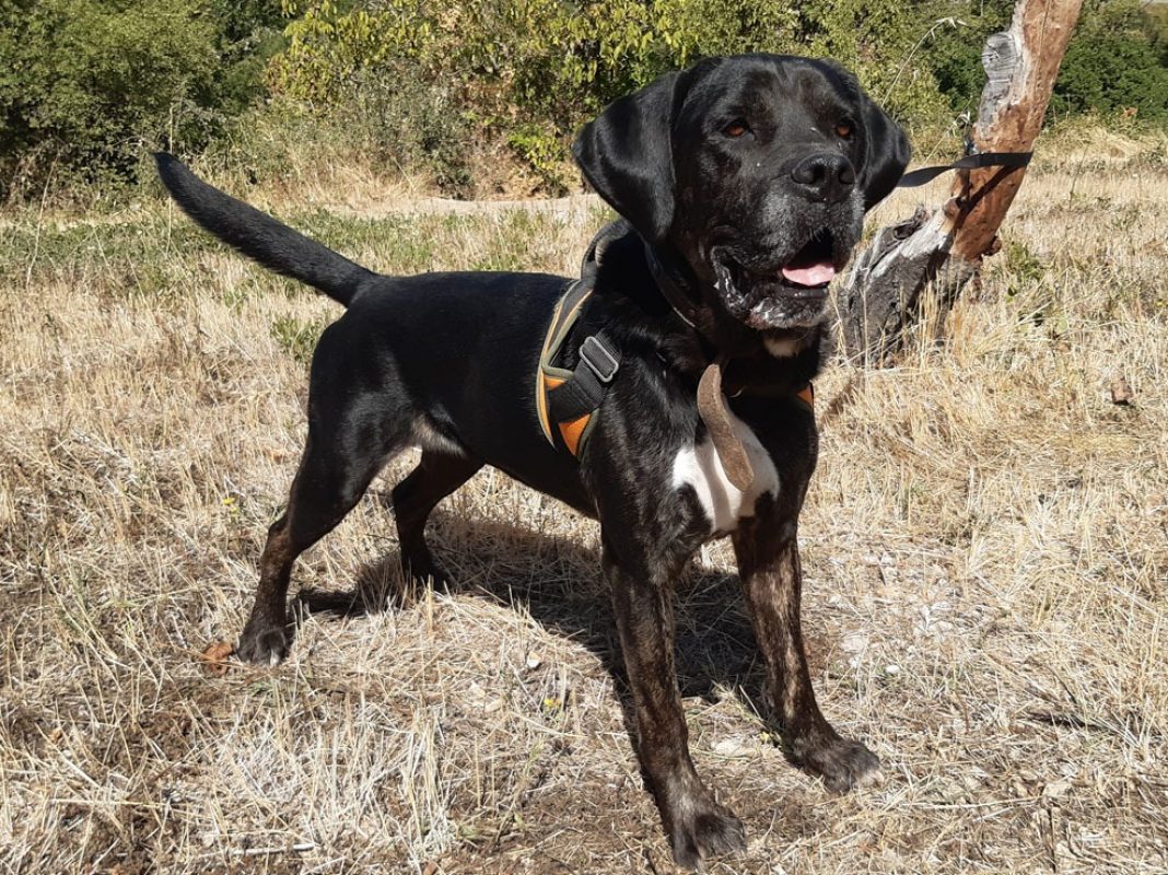 Etoile - Chien Cane Corso à adopter - photo 3