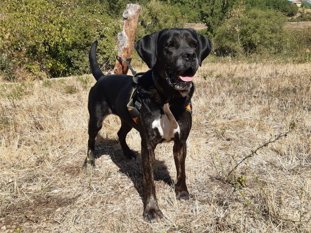 Etoile - Chien Cane Corso à adopter - photo 4