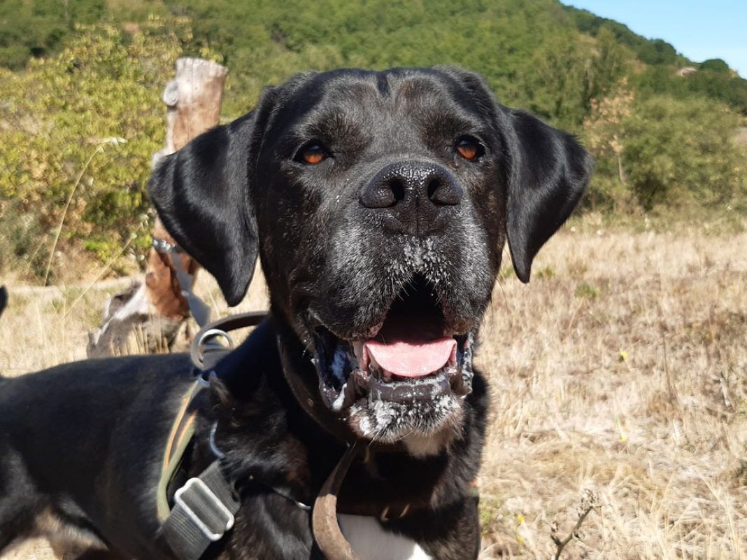 Etoile - Chien Cane Corso à adopter - photo 5