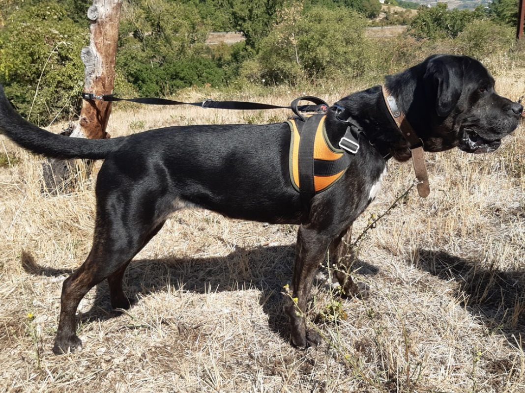 Etoile - Chien Cane Corso à adopter - photo 6