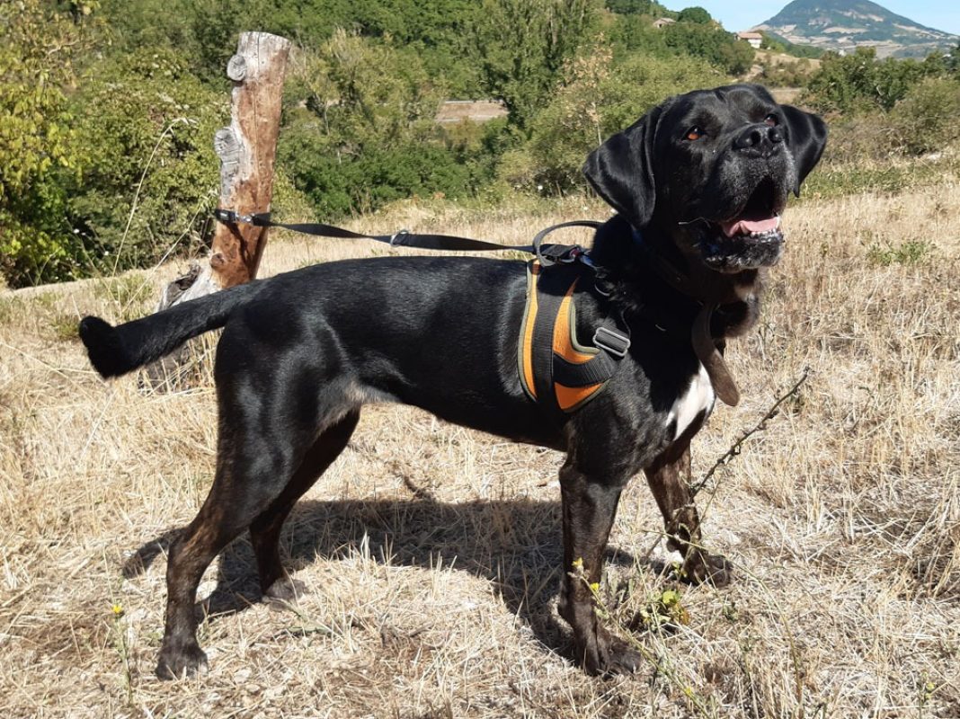 Etoile - Chien Cane Corso à adopter - photo 7