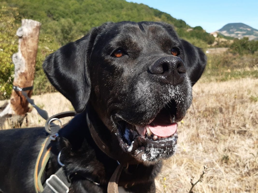 Etoile - Chien Cane Corso à adopter - photo 8
