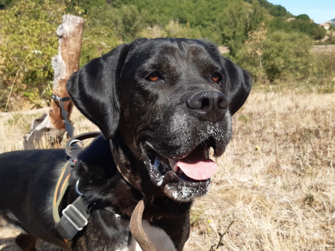 Etoile - Chien Cane Corso à adopter - photo 9