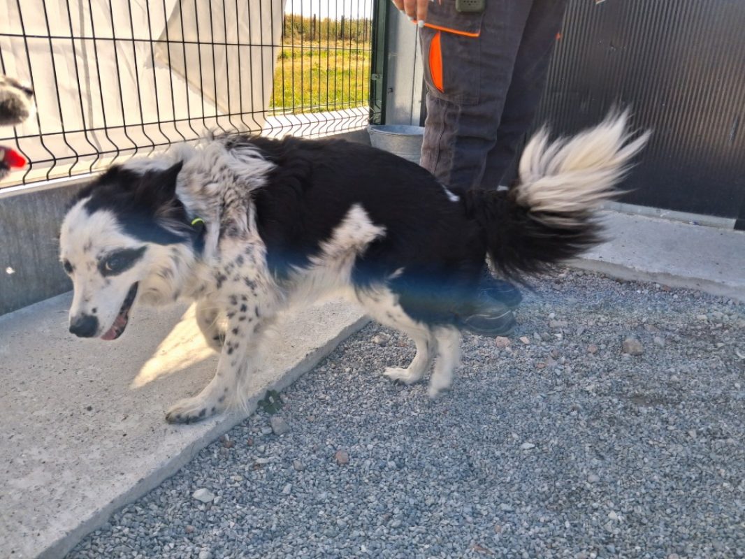 Foxy - Chien à adopter
