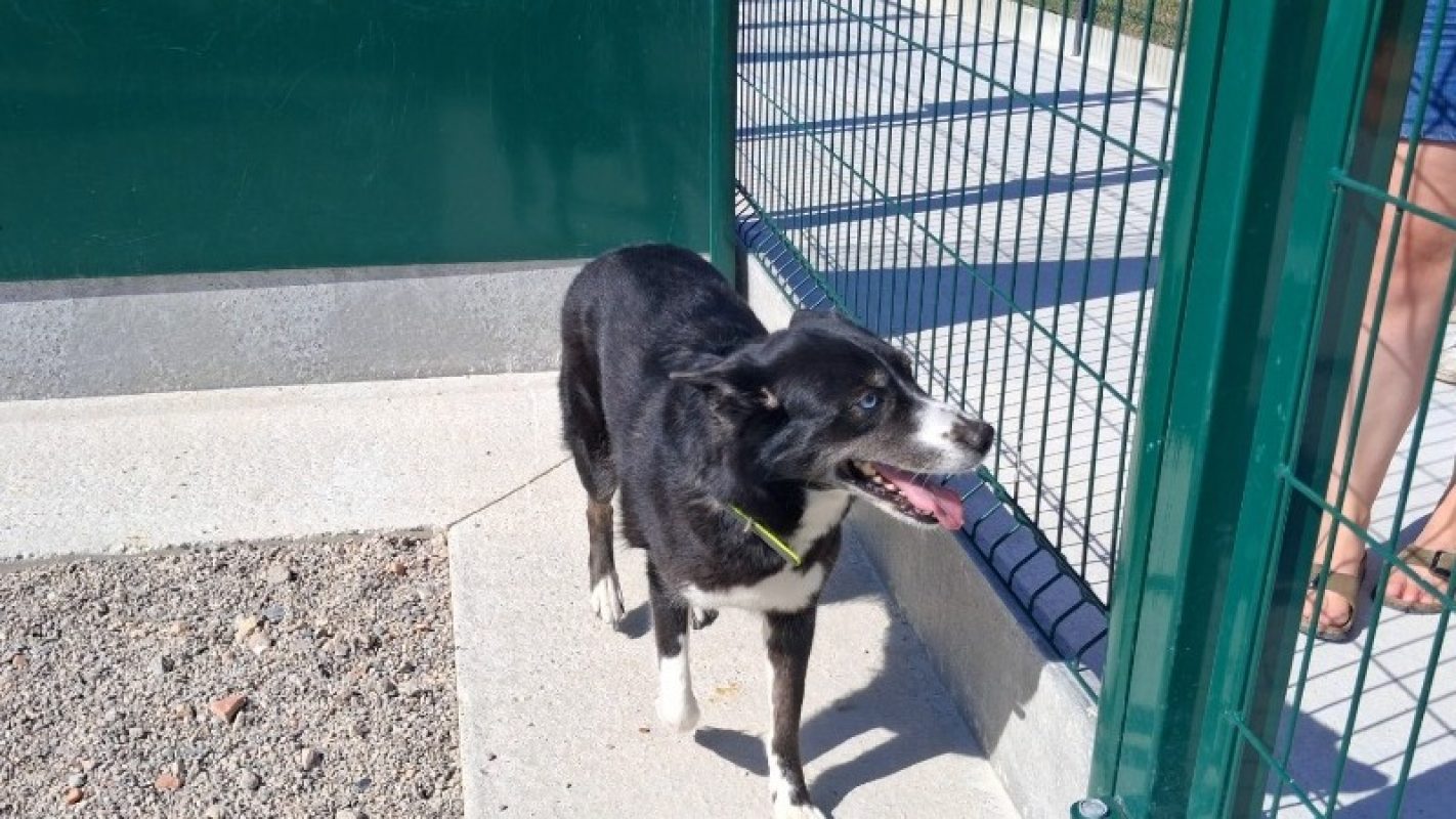 Tikita - Chien à adopter