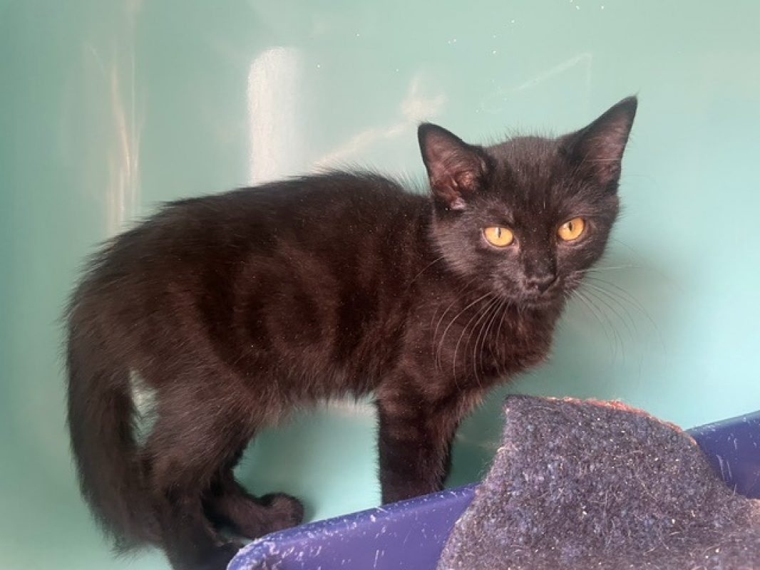 Nemo - Chat Européen à adopter