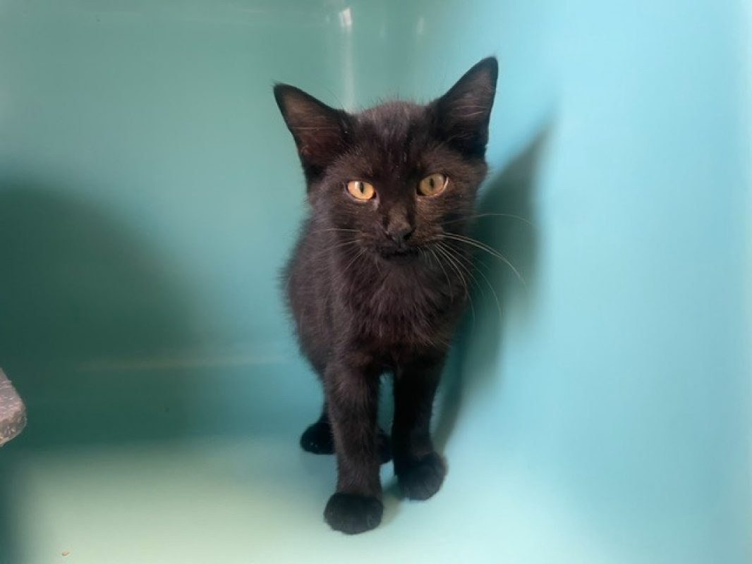 Nemo - Chat Européen à adopter - photo 2