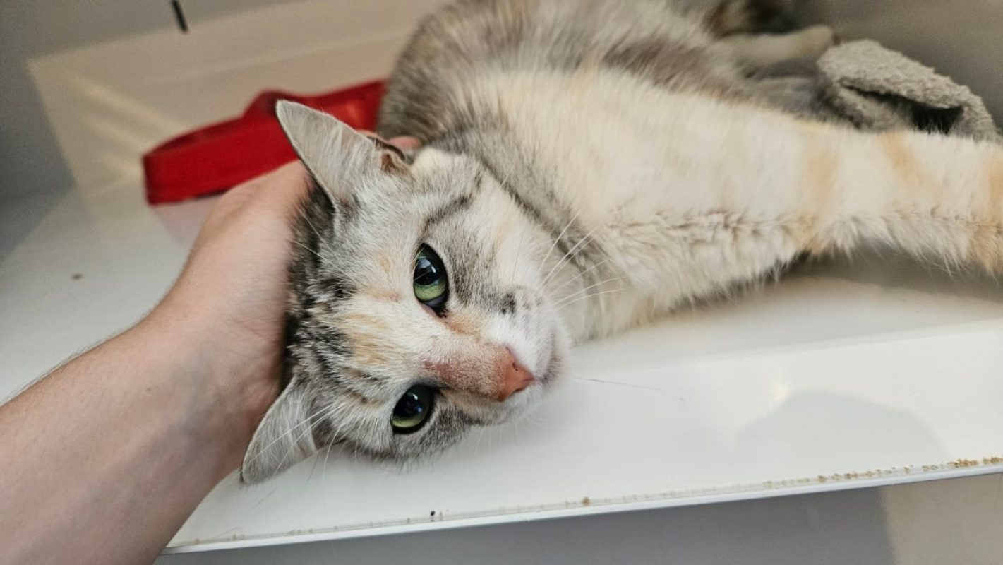 Roxy - Chat Européen à adopter