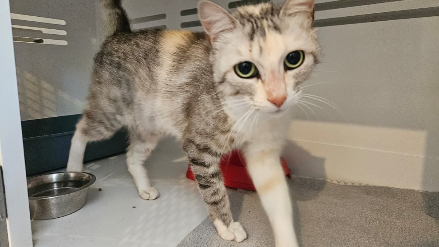 Roxy - Chat Européen à adopter - photo 2