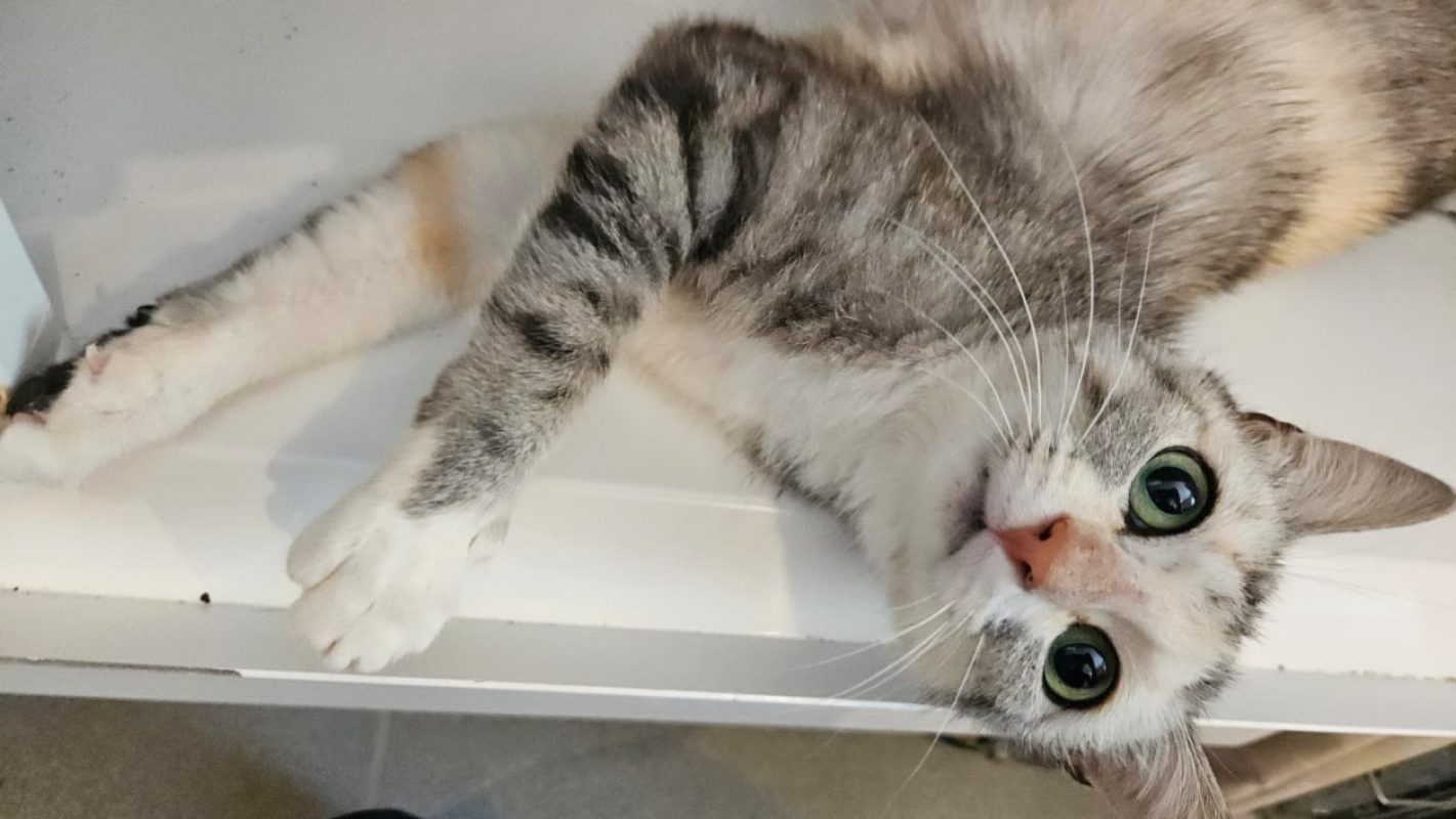 Roxy - Chat Européen à adopter - photo 3