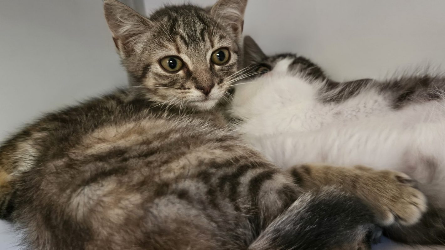 Bloom - Chat Européen à adopter
