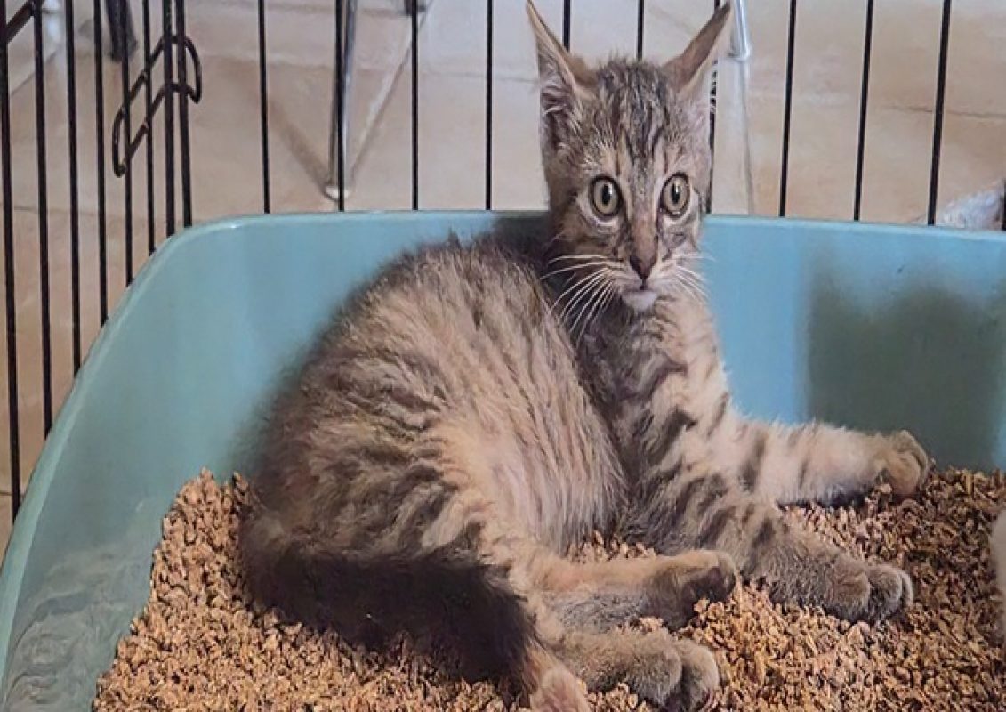 Bloom - Chat Européen à adopter - photo 2