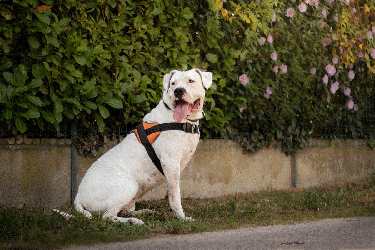 Nikita - Chien Dogue Argentin à adopter