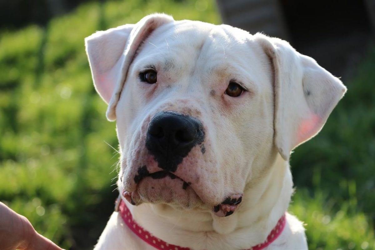 Nikita - Chien Dogue Argentin à adopter - photo 3