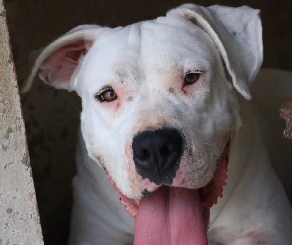 Nikita - Chien Dogue Argentin à adopter - photo 4