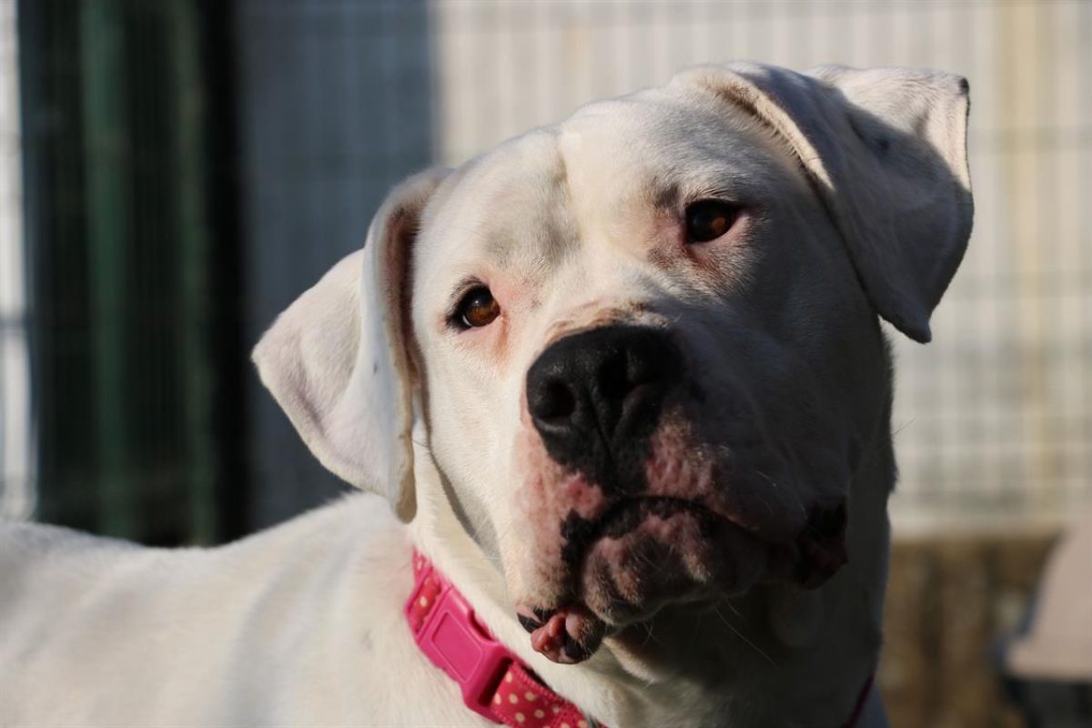 Nikita - Chien Dogue Argentin à adopter - photo 10
