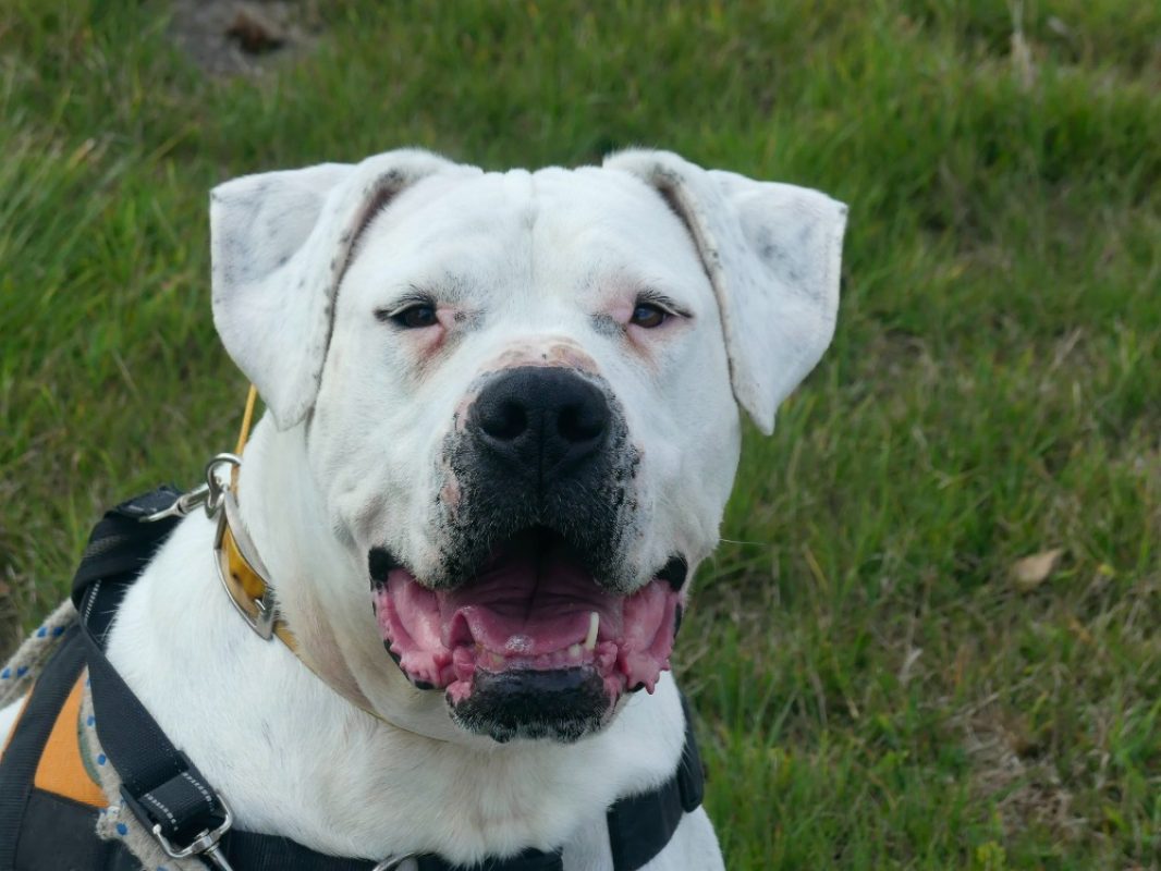 Nikita - Chien Dogue Argentin à adopter