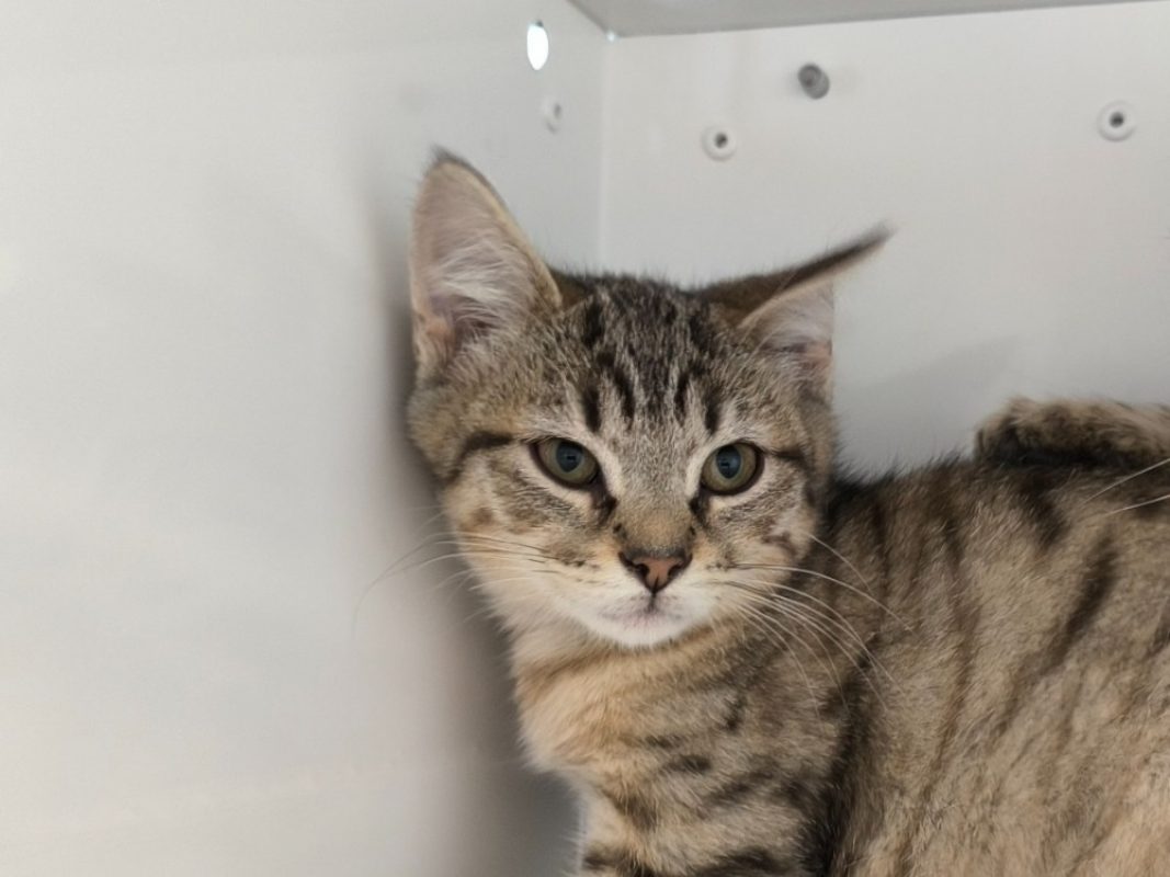 Bilba - Chat Européen à adopter