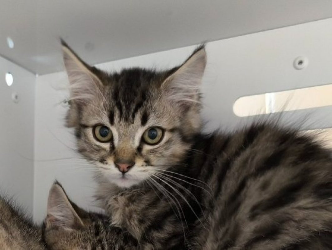 Bilbo - Chat Européen à adopter