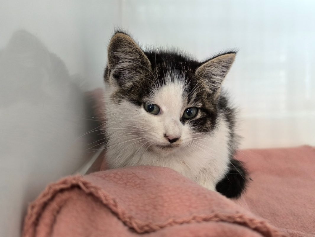 Berlina - Chat Européen à adopter