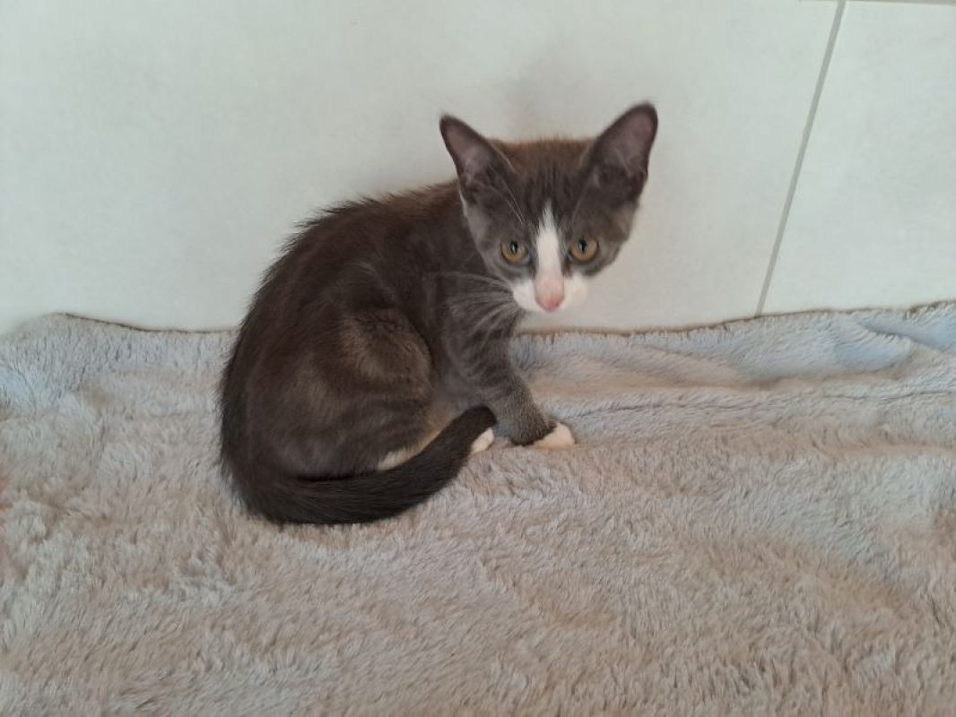 Blue - Chat Européen à adopter