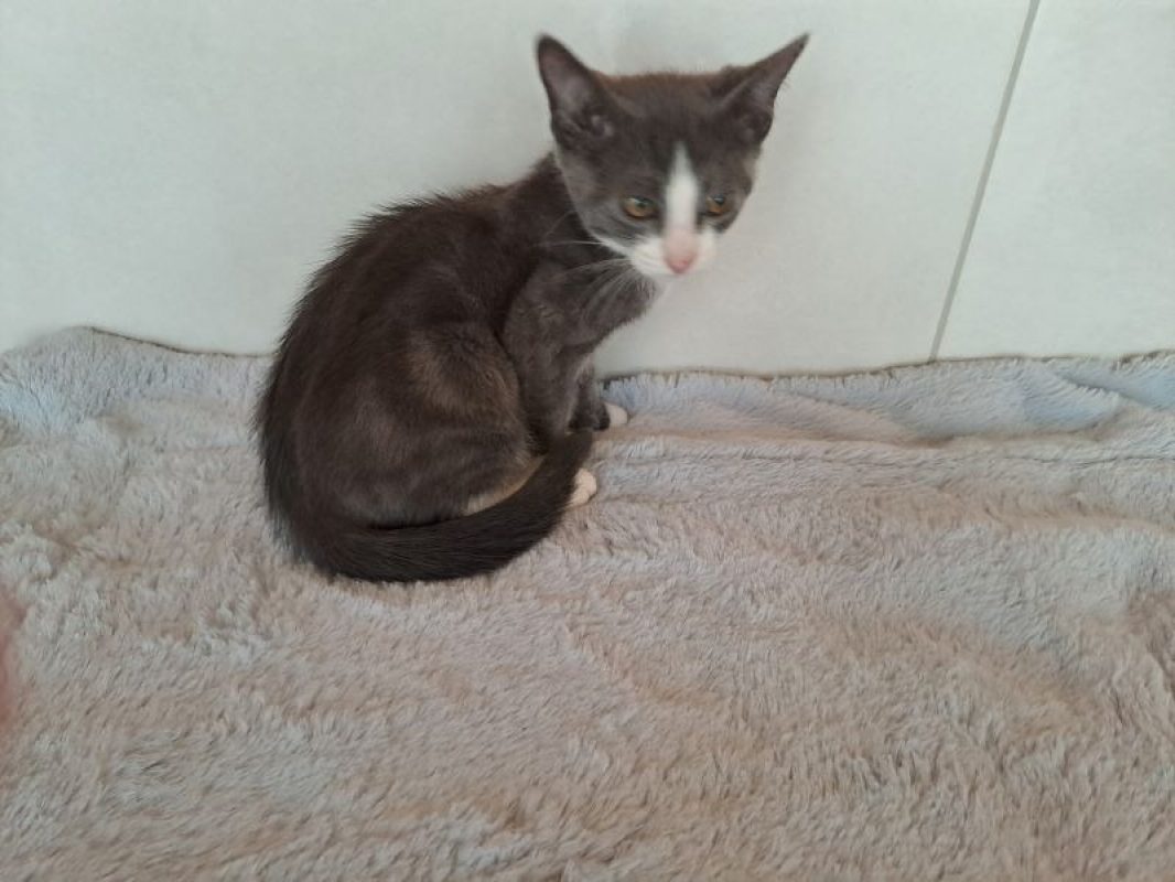 Blue - Chat Européen à adopter - photo 2