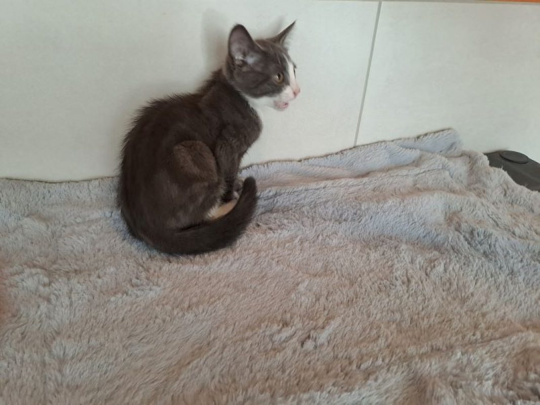 Blue - Chat Européen à adopter - photo 3