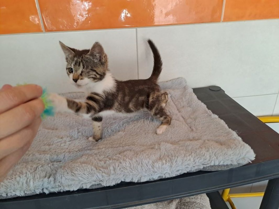 Odine - Chat Européen à adopter