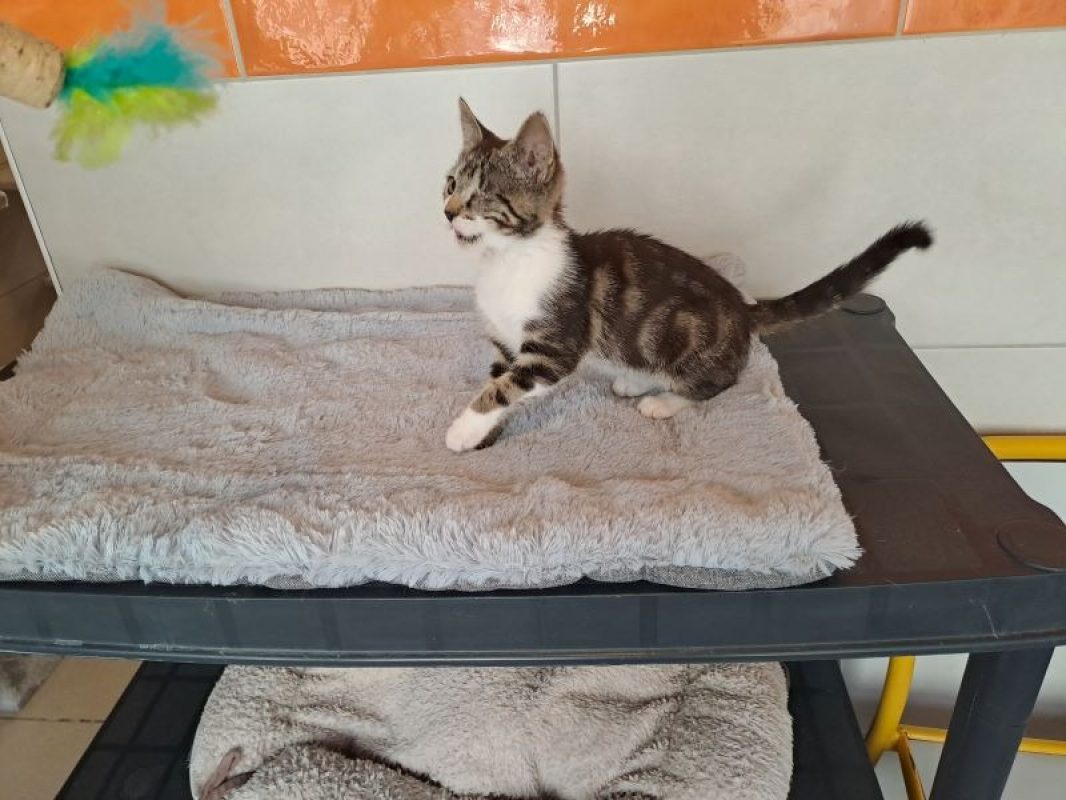 Odine - Chat Européen à adopter - photo 2