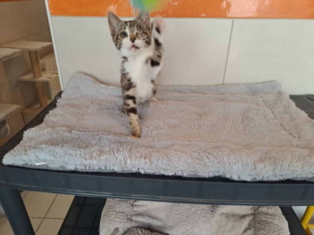 Odine - Chat Européen à adopter - photo 3