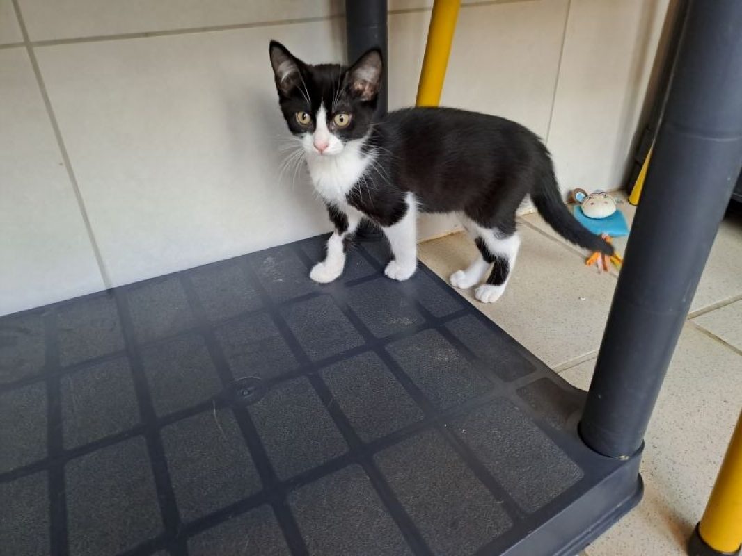 Banjo - Chat à adopter