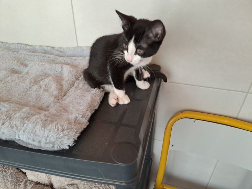 Biscotte - Chat Européen à adopter
