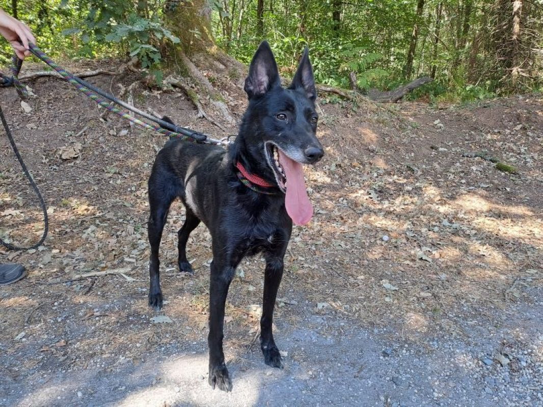 Mirka - Chien Berger à adopter