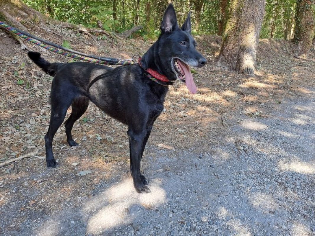 Mirka - Chien Berger à adopter - photo 2