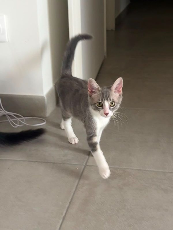 Lisa - Chat à adopter