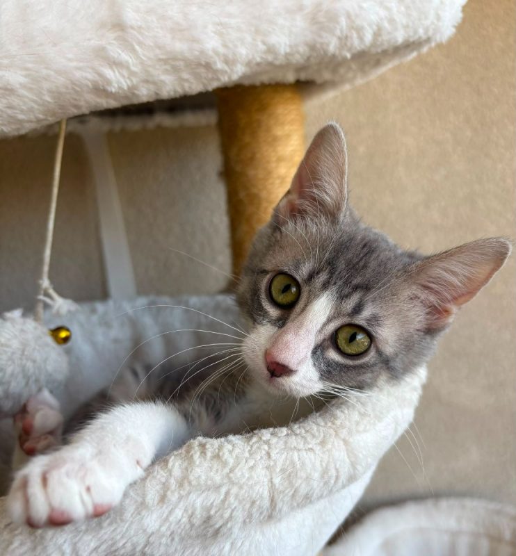 Lisa - Chat à adopter - photo 3