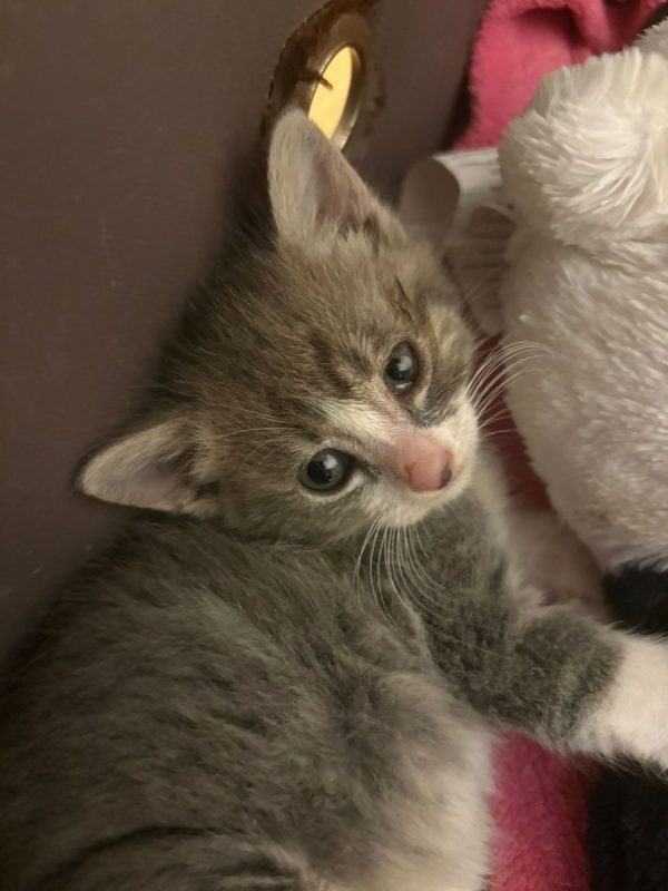 Lisa - Chat à adopter - photo 2