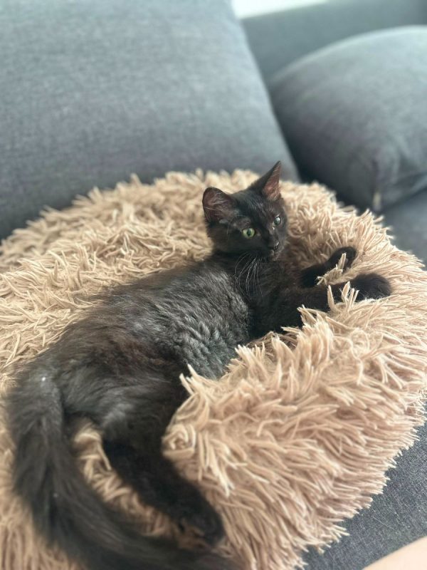 Lisette - Chat à adopter - photo 2