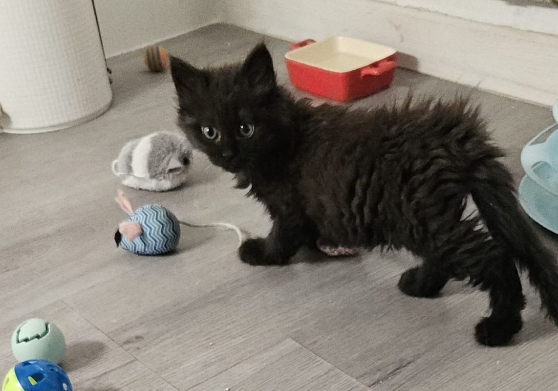 Lisette - Chat à adopter - photo 3