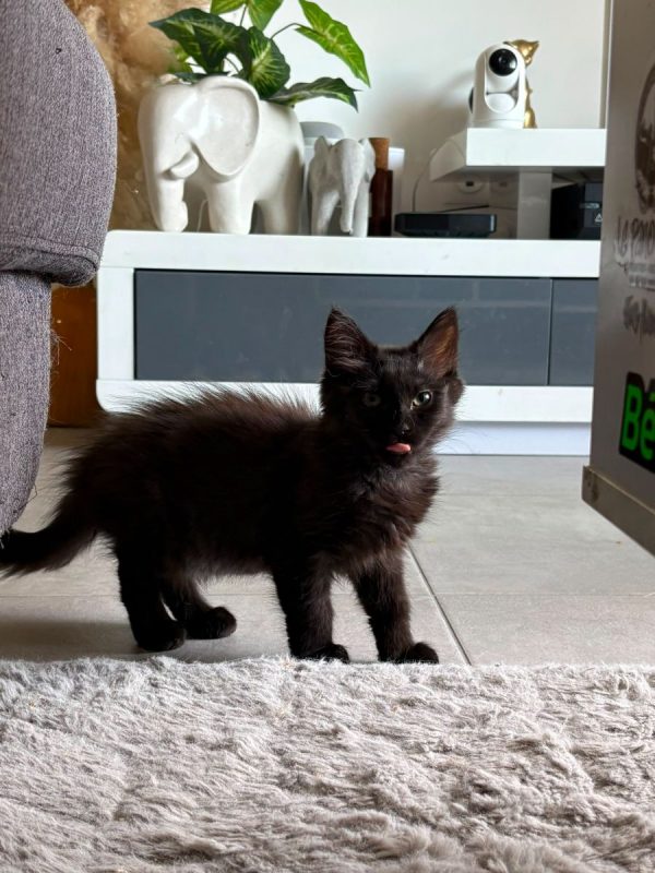 Lisette - Chat à adopter - photo 4