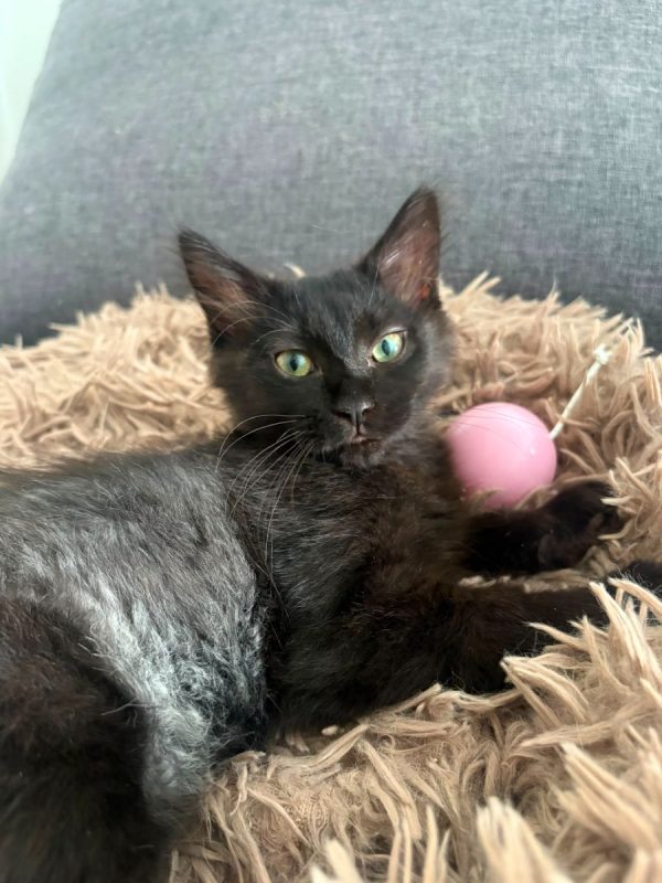 Lisette - Chat à adopter