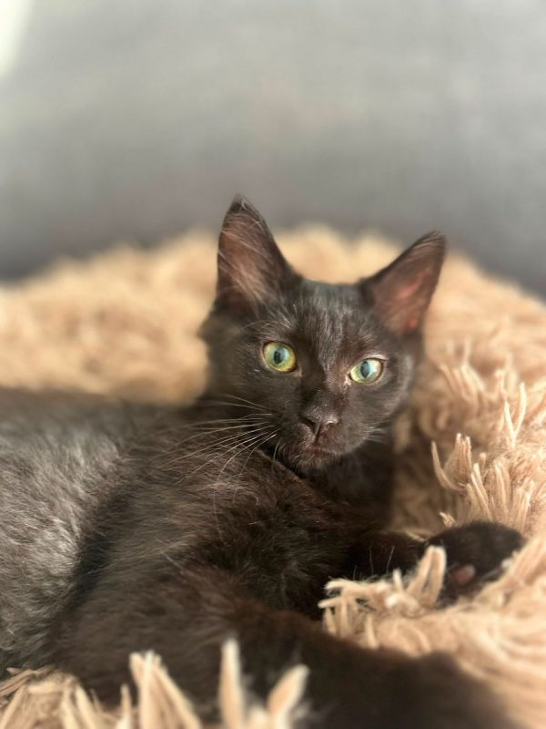 Lisette - Chat à adopter - photo 5