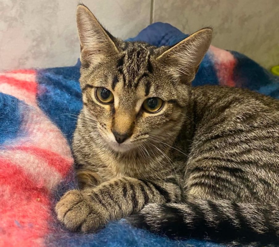 Panini - Chat Européen à adopter