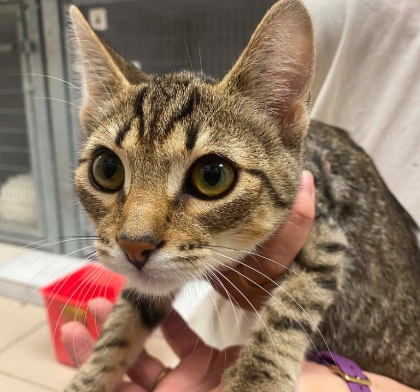 Calzone - Chat Européen à adopter