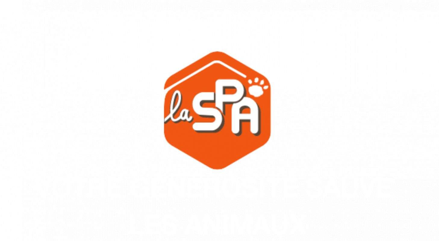 Ambre - Chat Européen à adopter