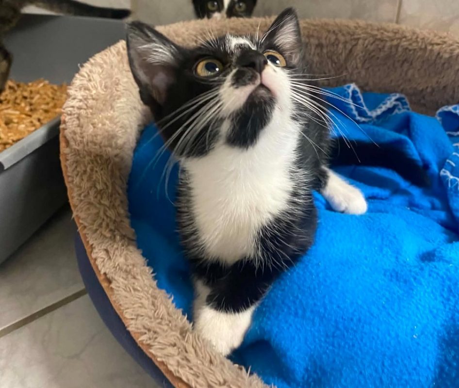 Carla - Chat Européen à adopter